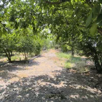 چوب رایگان برای پرچین دور باغ