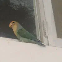 کوتوله برزیلی|پرنده|مشهد, سمزقند|دیوار