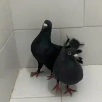 زرد دم سفید و کلاغ کوگ|پرنده|کرمان, |دیوار