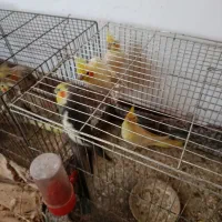 طوطی عروس بالغ به قیمت پیشنهادی و منصفانه شما|پرنده|رودبنه, |دیوار