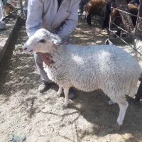 فروش ویژه بره قوچ لاکن|حیوانات مزرعه|نیریز, |دیوار