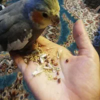 عروس هلندی سخنگو