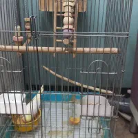 عروس هلندی نر ماده با قفس و لونه چوبی همه چی کامل|پرنده|تهران, باشگاه نفت|دیوار