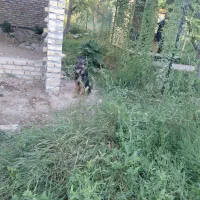 سگ ژرمن