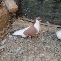 جفت ساده|پرنده|تایباد, |دیوار