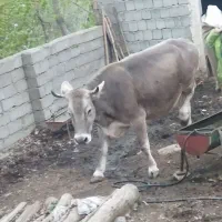 گاوگوشتی