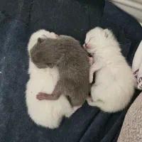 بچه گربه های بریتیش واسکاتیش همراه مادر