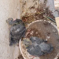 کبوتر ابادانی با جوجه|پرنده|بوشهر, |دیوار