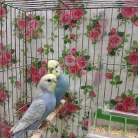 مرغ عشق مولد