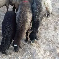 میش سوز وملحه