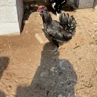 خروس مشکی پر روغنی|حیوانات مزرعه|خورموج, |دیوار