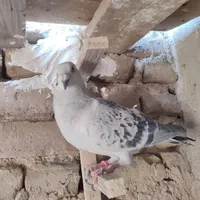 تعدادی کبوتر نر سوراخ|پرنده|رفسنجان, |دیوار