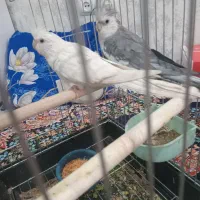 عروس هلندی جفت