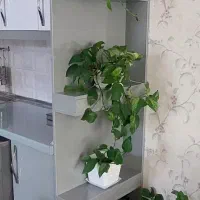 گل و گیاه