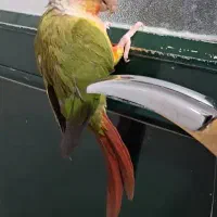 پرندمون گم شده