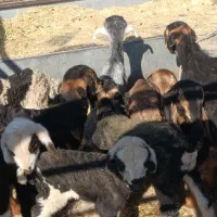 کهره بره شیری|حیوانات مزرعه|شیراز, کوشک بیدک|دیوار