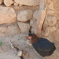 مرغ همراه با جوجه