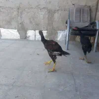 جوجه لاری نسل قدیم،تاج مهر عتیقه و خیلی کمیاب|حیوانات مزرعه|آفتاب, |دیوار