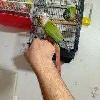 گرنچیک فول اهلی|پرنده|خوی, |دیوار