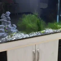 آکواریوم|ماهی|قرچک, داوود آباد|دیوار