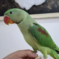 شاه طوطی|پرنده|قم, زنبیل آباد|دیوار