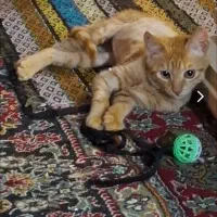 واگذاری رایگان گربه های زیبا