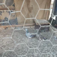 کبوتر سیمونی وکبوتر سینه خرقه کامل دمگیر|پرنده|اصفهان, طامه|دیوار