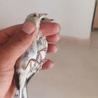 جوجه سهره مهاباد|پرنده|اصفهان, پزوه|دیوار