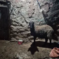 بره گوشتی درجه یک و هم برای قوچ