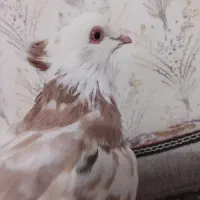 پرندگان|پرنده|دهلران, |دیوار