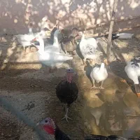 غاز وبوقلمون معاوضه با بوقلمون بزرگ|حیوانات مزرعه|چهارباغ, |دیوار