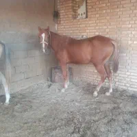 اسب|اسب و تجهیزات اسب‌سواری|حمیدیه, |دیوار