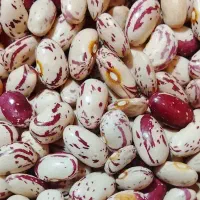 لوبیا