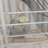 عروس هلندی نر