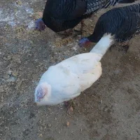 بوقلمون نروماده|حیوانات مزرعه|بروجرد, |دیوار