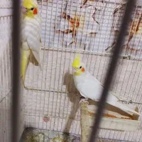 جفت عروس هلندی