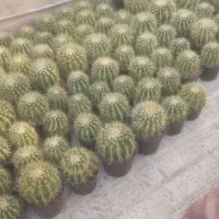 کاکتوس اچینو