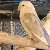 کوتوله برزیلی|پرنده|ساروق, |دیوار