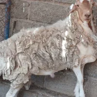 یک عدد قوچ سنگین وزن مخصوص قربانی