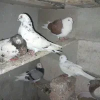 درتماس باشین فوری فوری|پرنده|آق قلا, |دیوار