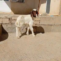 کاور نر سنجابی