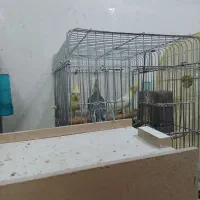 عروس هلندی تخم گذار|پرنده|بهبهان, |دیوار