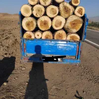 خرید فروش درخت