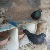 فروش چند عدد.زاغ ودوکت