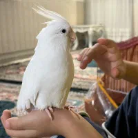 عروس هلندی البینو