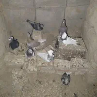 کبوتر