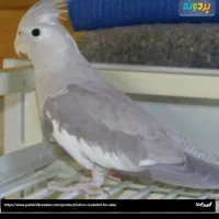 عروس|پرنده|قم, دروازه ری|دیوار