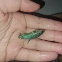 ماهی فایتر نر و ماده کلکسیونی و آکواریوم|ماهی|گرگان, |دیوار