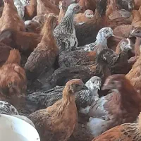 جوجه مرغ فریک