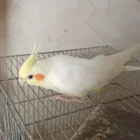 ماده آماده مست دستی آرام گاز نمیگیره